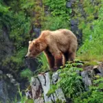 Kodiak Island and the Aleutian Islands