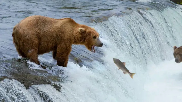 Katmai National Park: Watching the Bears at Brooks Falls