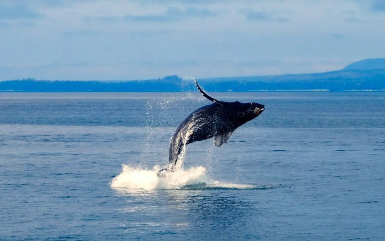 Alaska Whales (3)