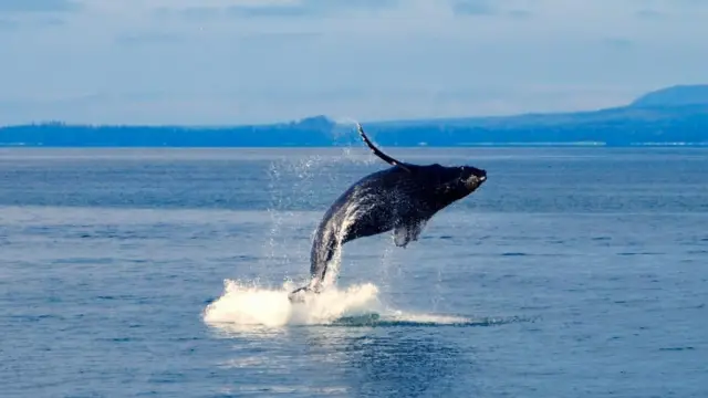 <b>Whale Watching in Alaska</b>: Where and When