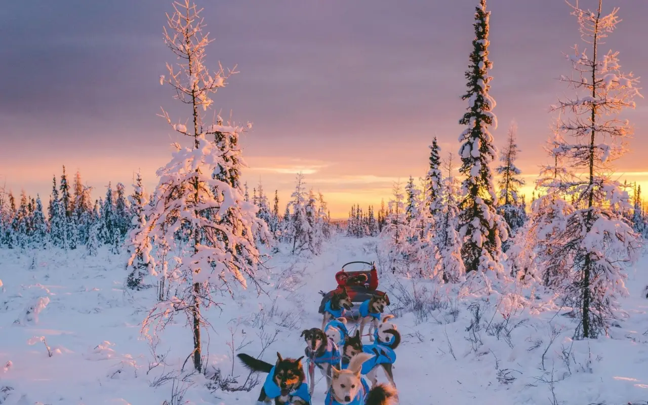 Alaskan sled dog