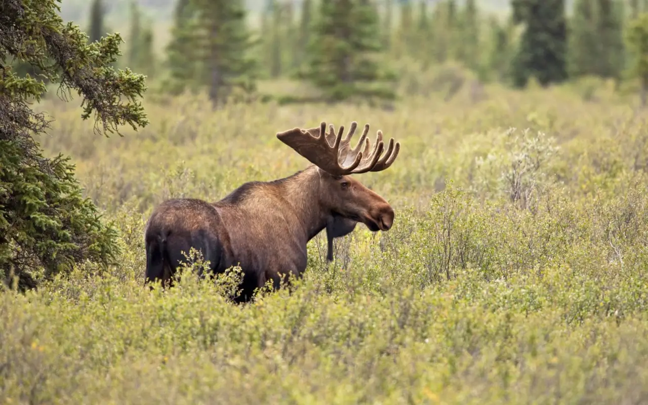 Alaska Elk