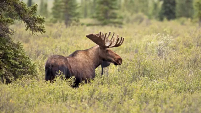<b>Wildlife in Alaska</b>: Where and When Can You Spot Animals?