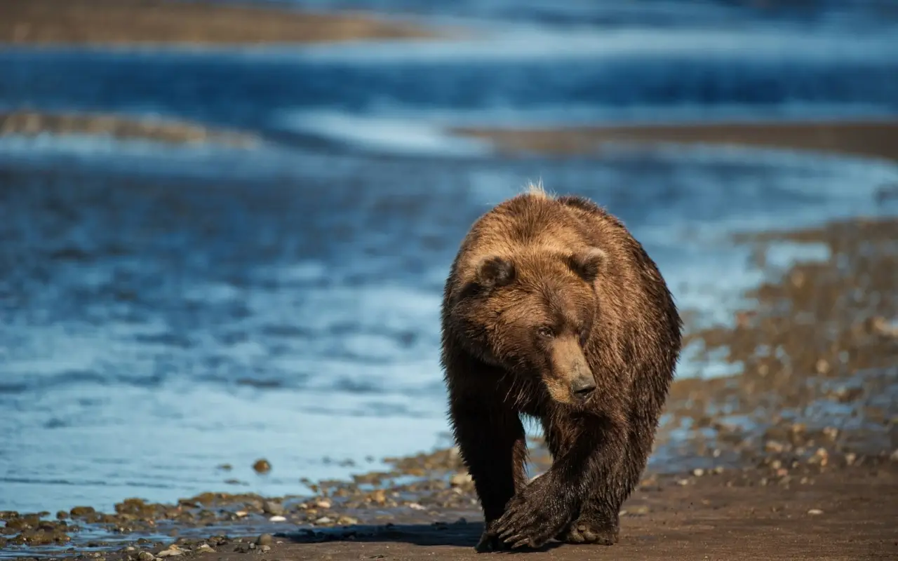 Alaska kenai (3)