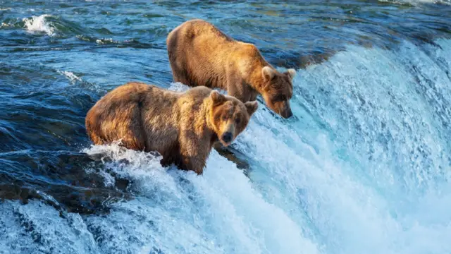 <b>Bear Watching in Alaska</b>: Where and When to See Them