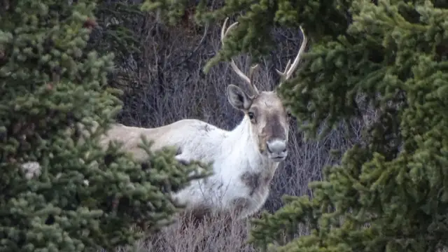 A Journey to the Heart of the Yukon and Alaska