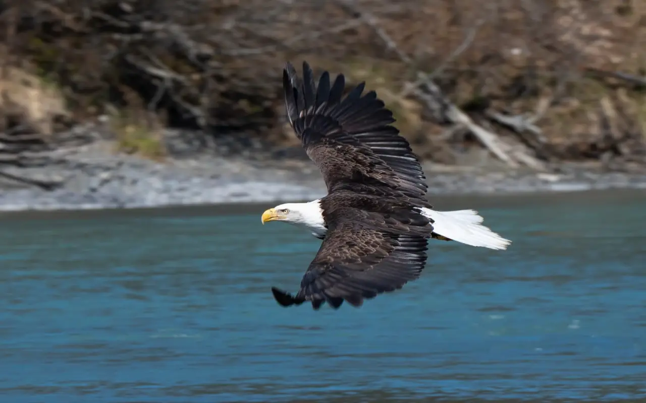 Kasilof river 5 © Boris Diaw