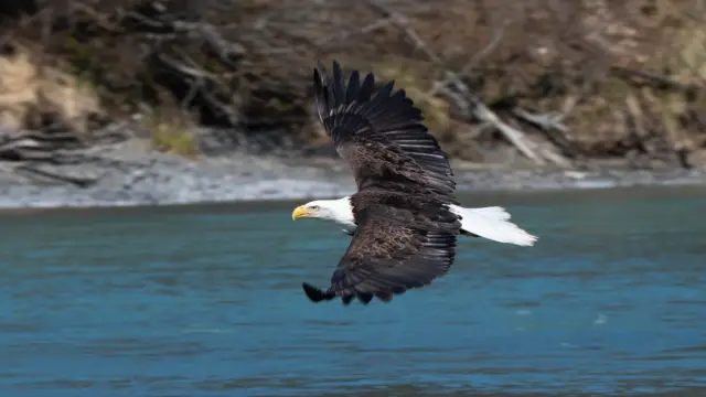 Planning Your Trip to Alaska: A Practical Guide to a Successful Adventure