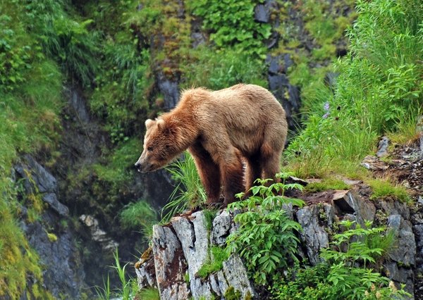 Ile de Kodiak et les îles aléoutiennes