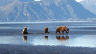 L&rsquo;Alaska en famille : sur la route du sauvage
