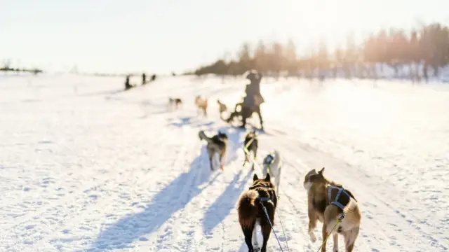alaska chien de traineaux (4)