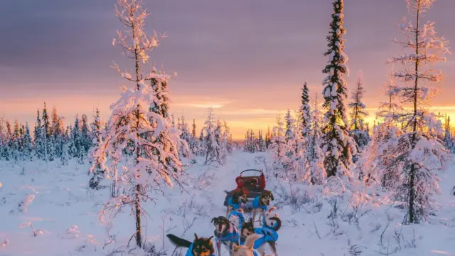 <b>Traîneau à chiens en Alaska</b> : hiver, été et Iditarod