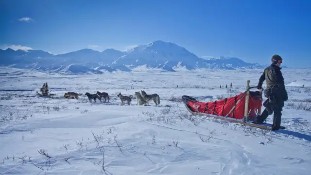 alaska chien de traineaux denali