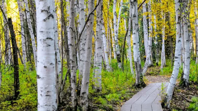 Alaska fairbanks (3)