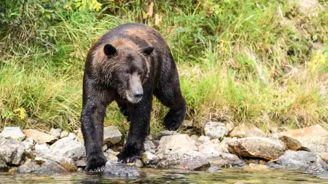 Alaska katmai (3)