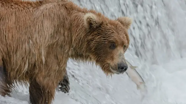 Alaska kenai (2)