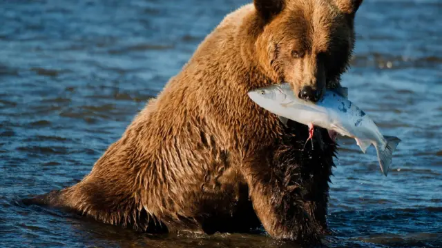 Alaska kenai