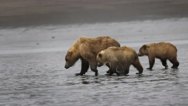 Alaska lake clark (4)