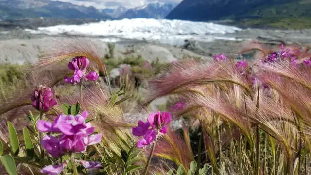 Alaska matanuska (5)