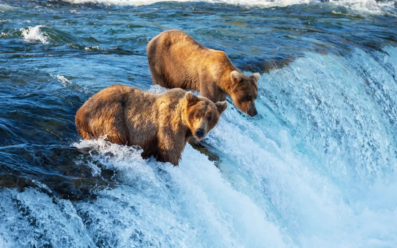 alaska ours