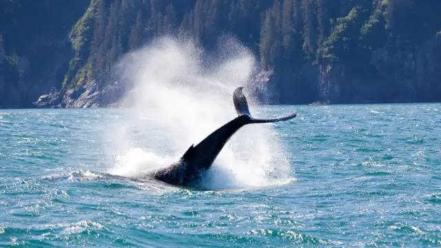 Alaska seward kenai