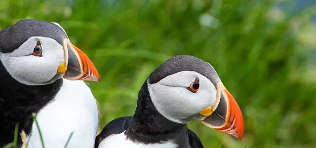 Atlantic Puffins