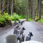 Chiens de traîneau en balade en été au Canada