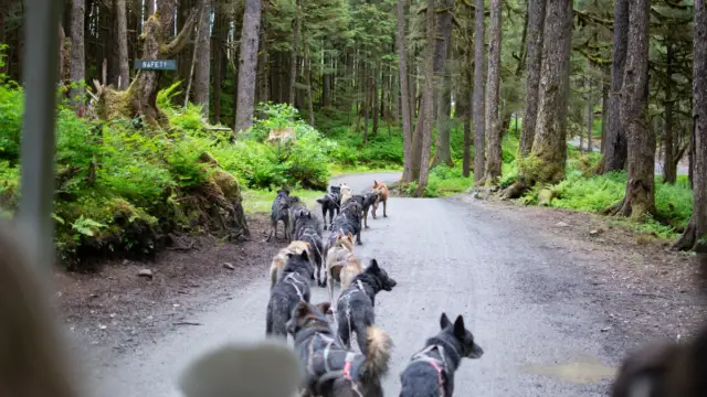 Chiens de traîneau en balade en été au Canada