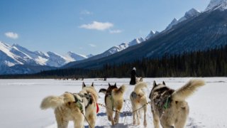 Alaska en famille : 10 expériences nature à vivre avec vos enfants
