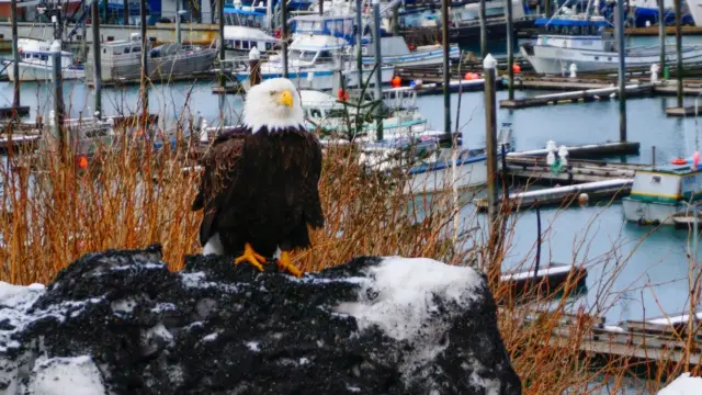 cordova alaska (3)