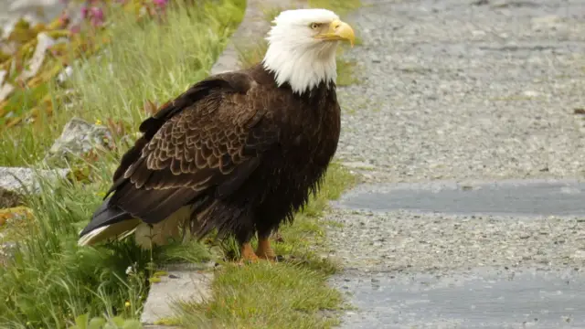 cordova alaska (4)