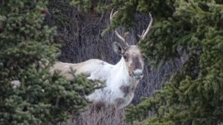 Voyage au cœur du Yukon et de l’Alaska