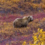 Le Parc National Denali & alentours