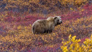 Le Parc National Denali & alentours