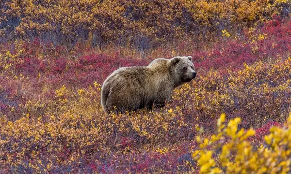 Ours du Canada