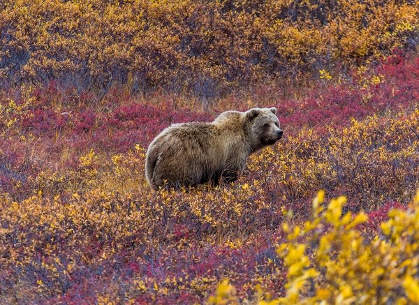 Le Parc National Denali & alentours