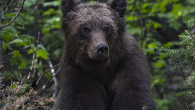 grizzli-denali-16-boris-diaw©
