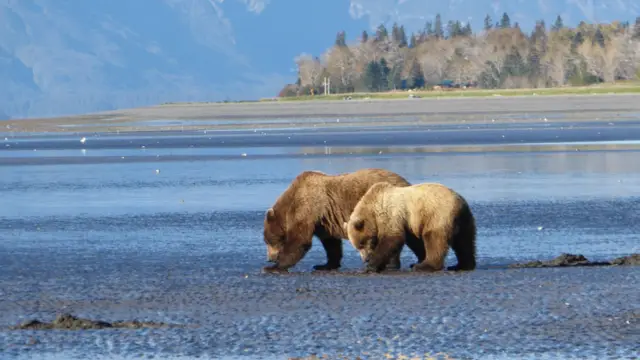 Deux grizzlis