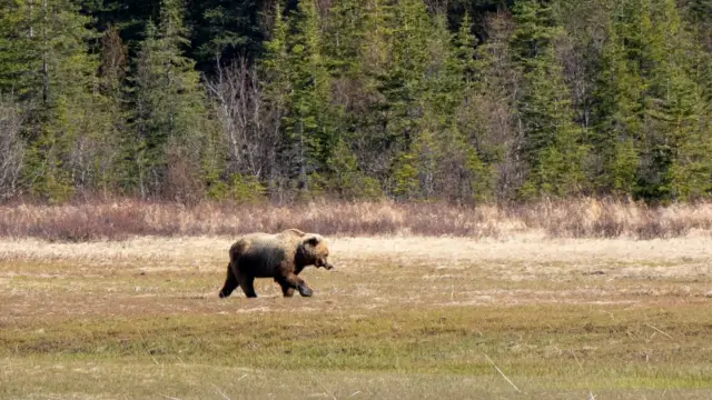 Ours observé au la Homer