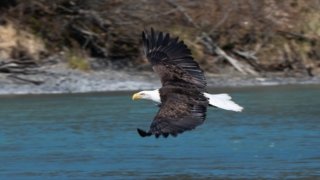 Préparer son voyage en Alaska : le guide pratique pour une aventure réussie