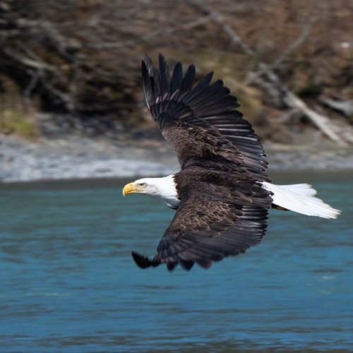 Préparer son voyage en Alaska : le guide pratique pour une aventure réussie