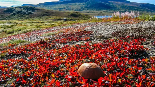 nome alaska (2)