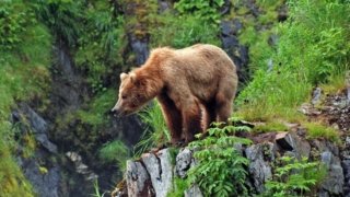La vie sauvage en Alaska : rencontres insolites au cœur d’une nature intacte