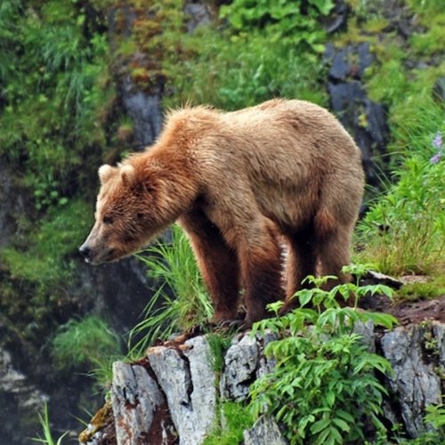 La vie sauvage en Alaska : rencontres insolites au cœur d’une nature intacte