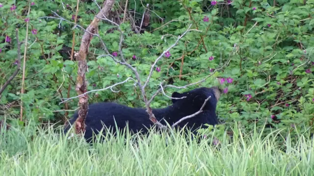 Un ours noir