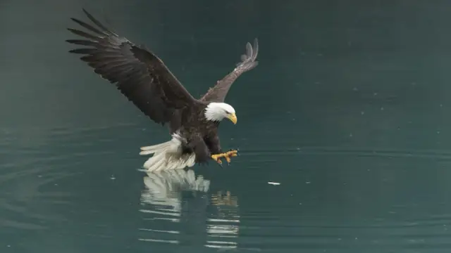 Un aigle pygargue à tête blanche