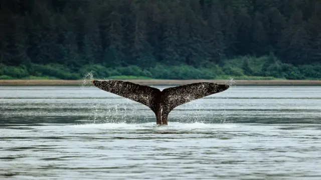 Une queue de baleine