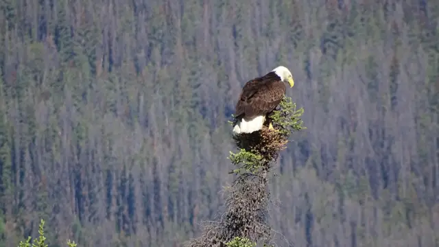 Observation des animaux dans rocheuses canadiennes en été