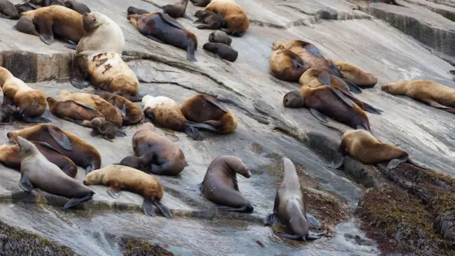 Des lions de mer