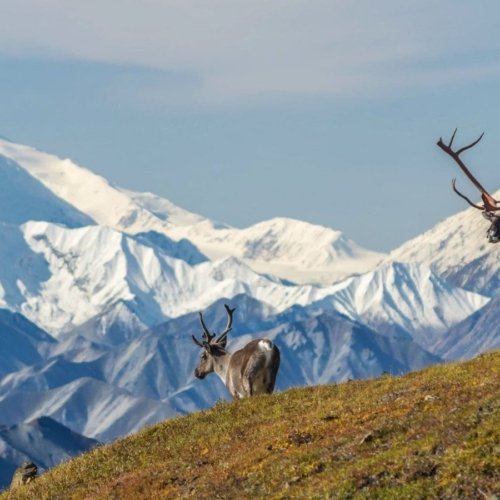 Wild Alaska ! Voyage au coeur de la Nature